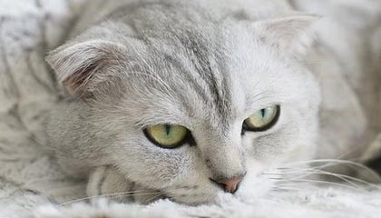 开云体育vip-自由泳配速策略数据分析报告，自由泳速度记录